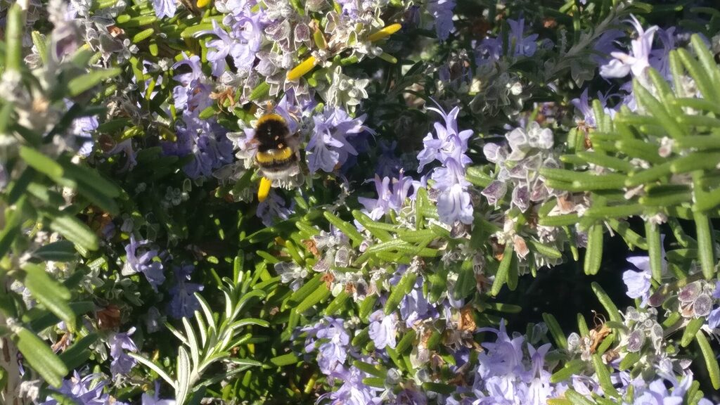 Abeille sur fleurs de romarin